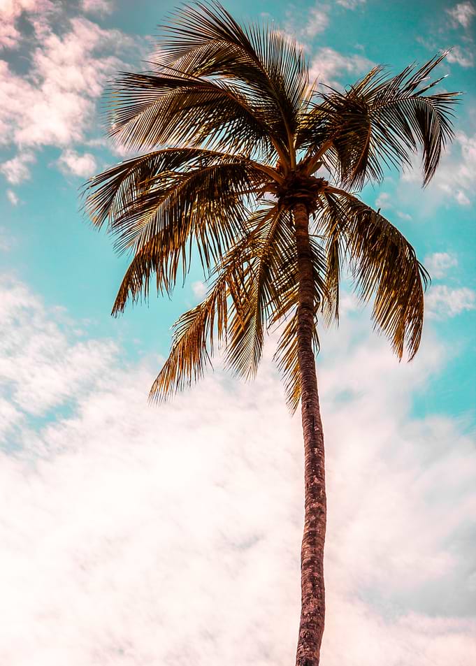 Palm tree