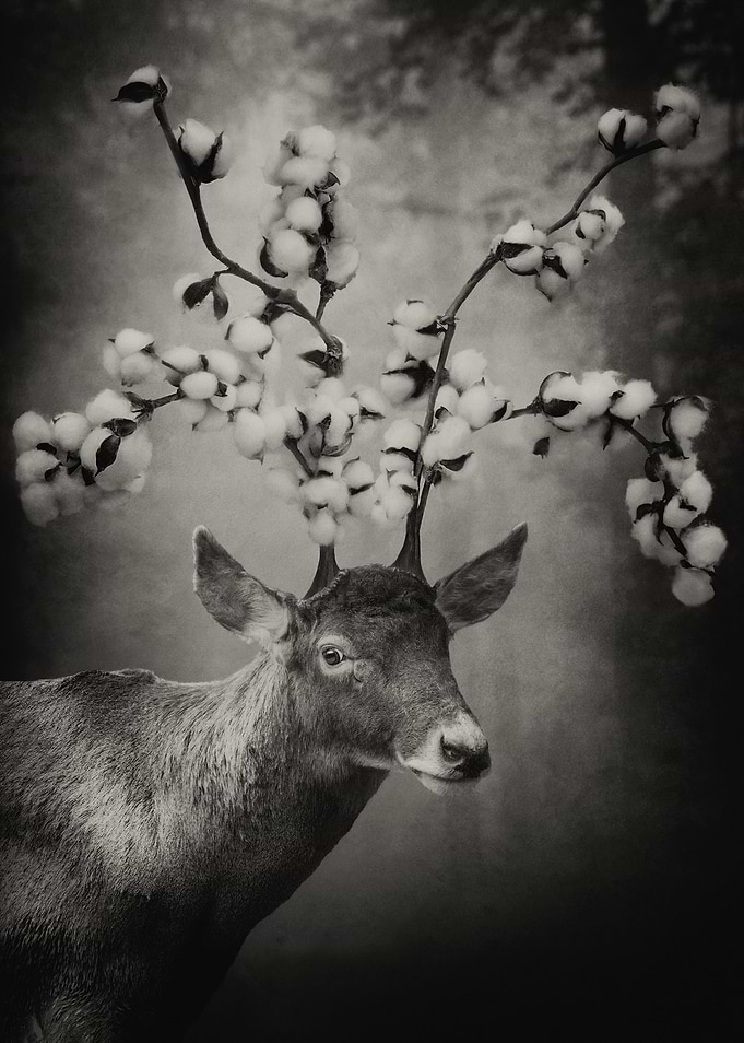 Crown of Cotton Sepia