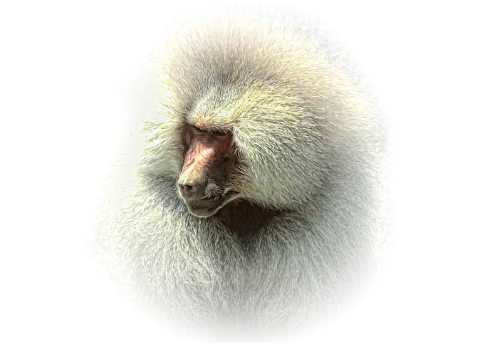 Baboon