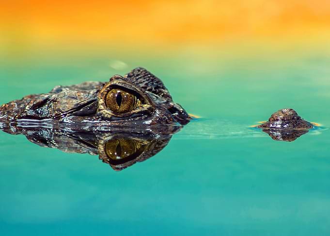 colorful crocodile