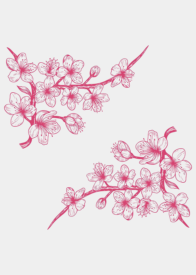 Cherry blossoms