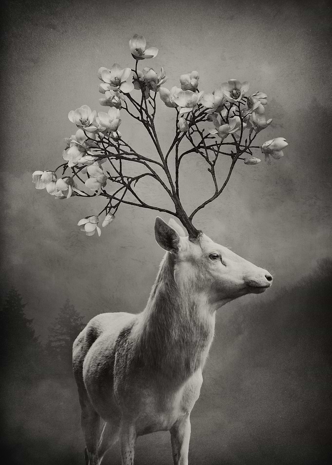 King of Spring Sepia