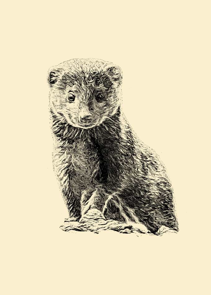 Mongoose