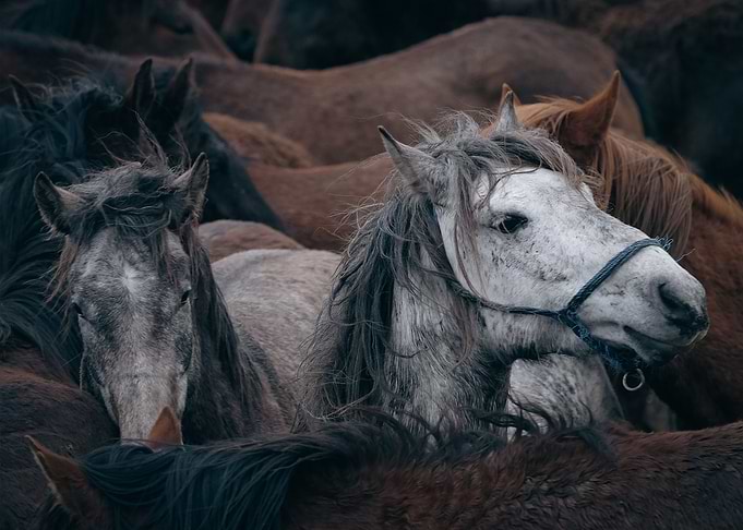white horse at the head