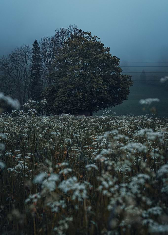 Tree in a Flower Field
