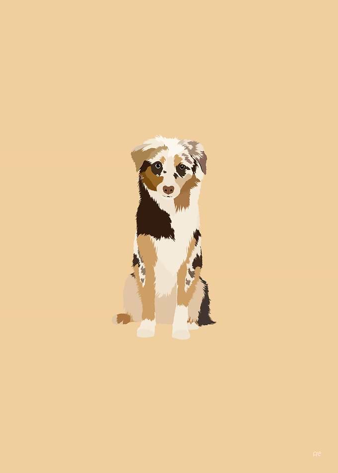 Mini American Shepherd