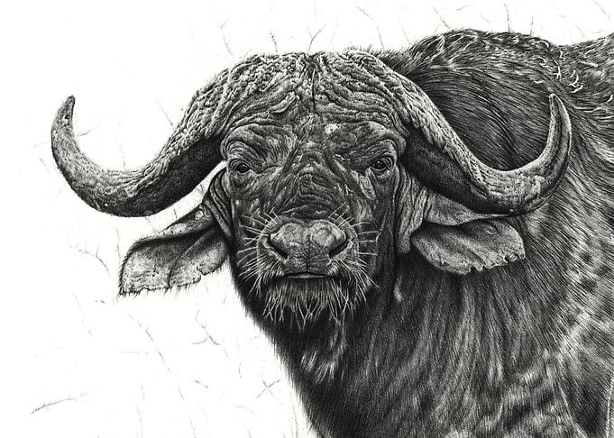 Cape buffalo