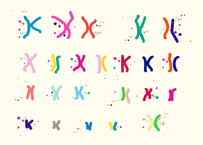 Female Chromosome