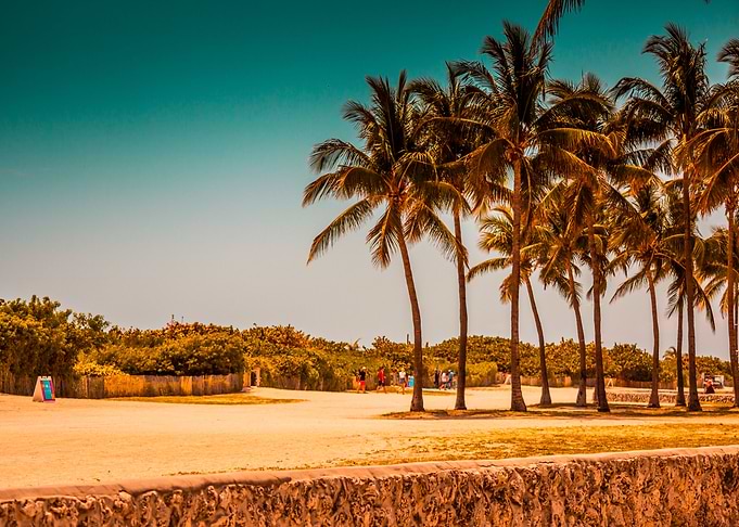 Palm tree
