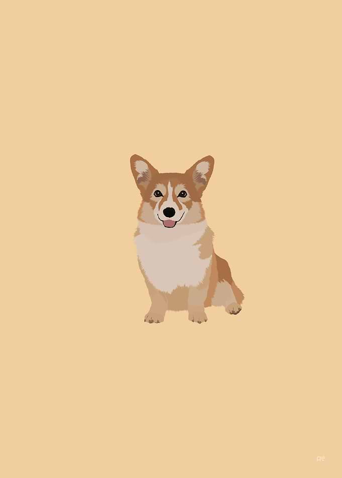 Pembroke Welsh Corgi Dog