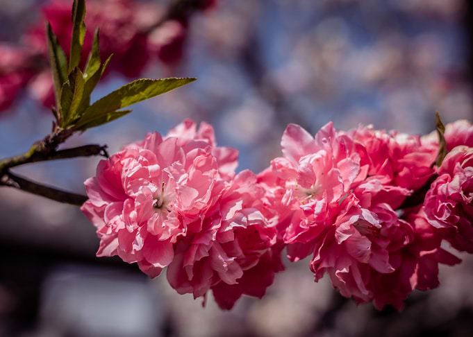 Pink Cherry Blossoms