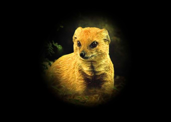 Mongoose