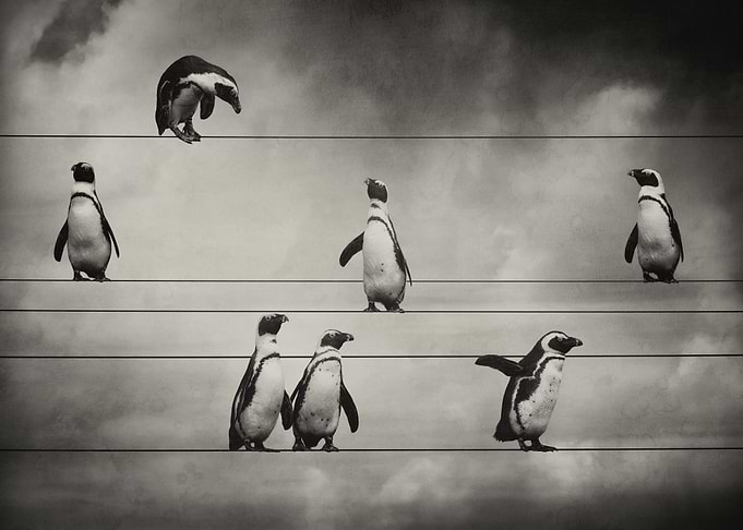 Penguins on the Line Sepia