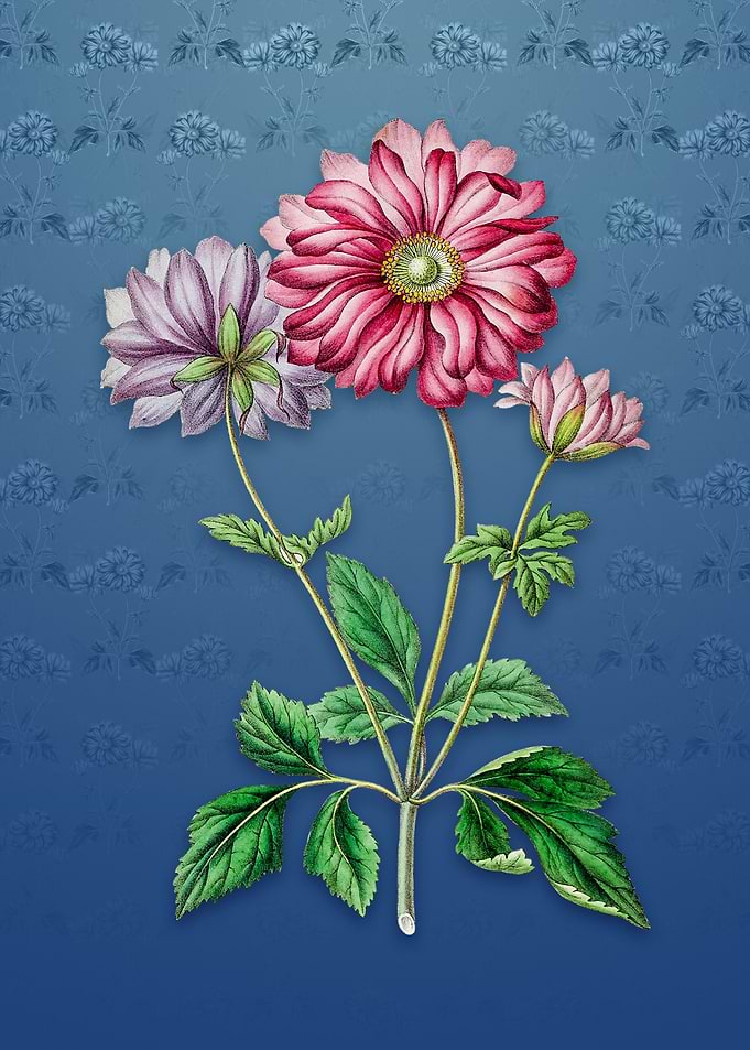 Hyacinth on Bahama Blue