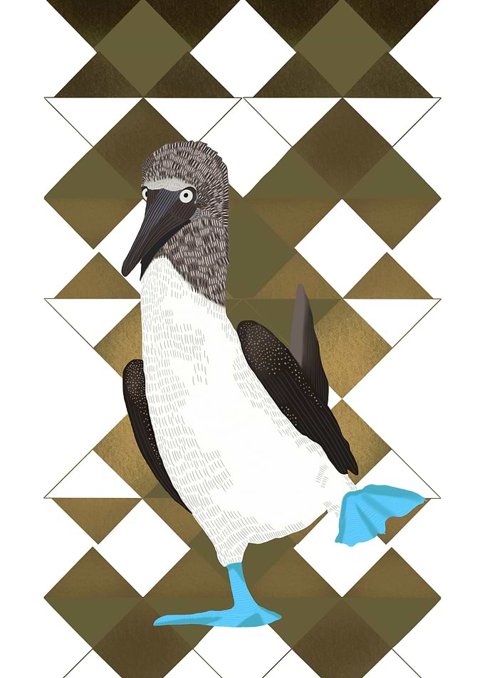 Blue Footed Booby Bird