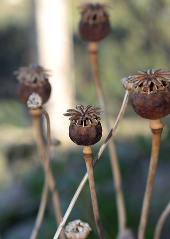 Dry capsule of poppy 2