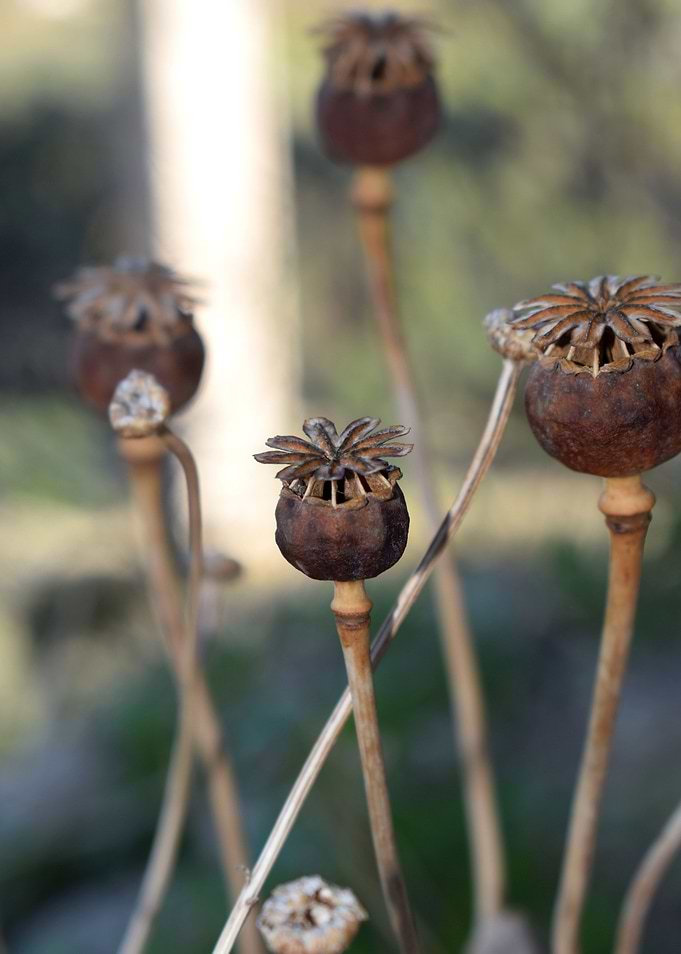 Dry capsule of poppy 2