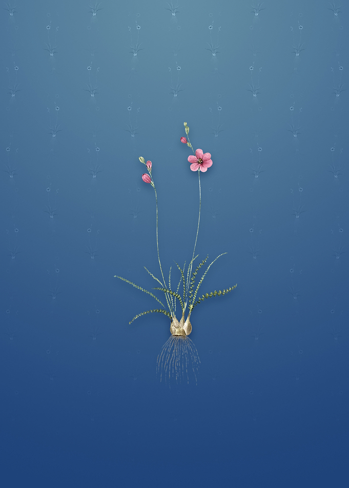 Vintage Ixia Crispa