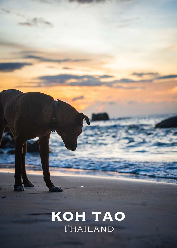 Koh Tao sunset Dog