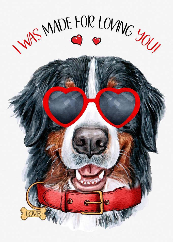 Bernese Mountain Dog Love