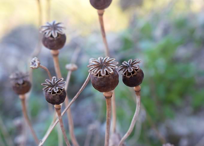 Dry capsule of poppy