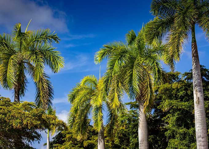 Palm tree