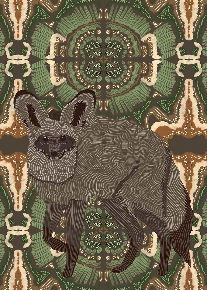 Bat Eared Fox Portrait