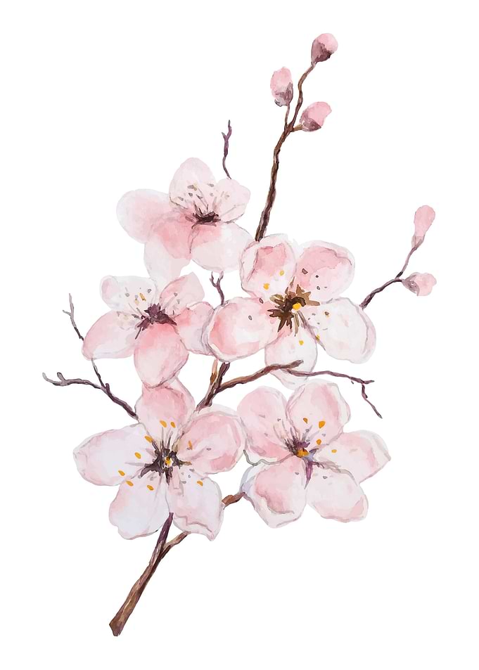 Cherry blossom