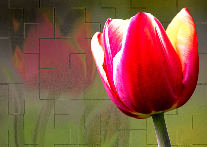 RED TULIP