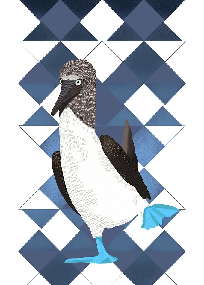 Booby Bird Blue Geometric