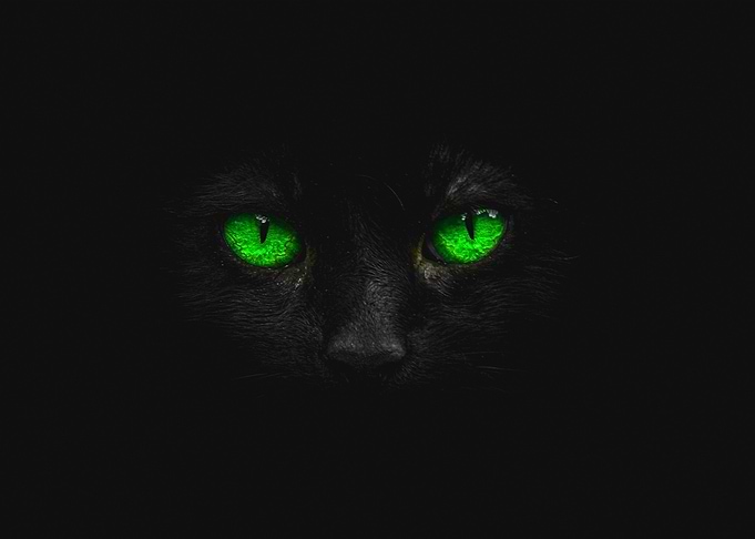 mysterious green cat eyes