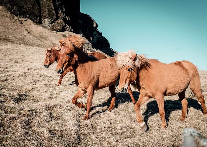 Horses