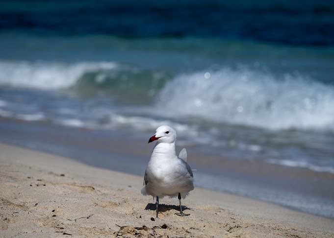 Seagull on the beach with