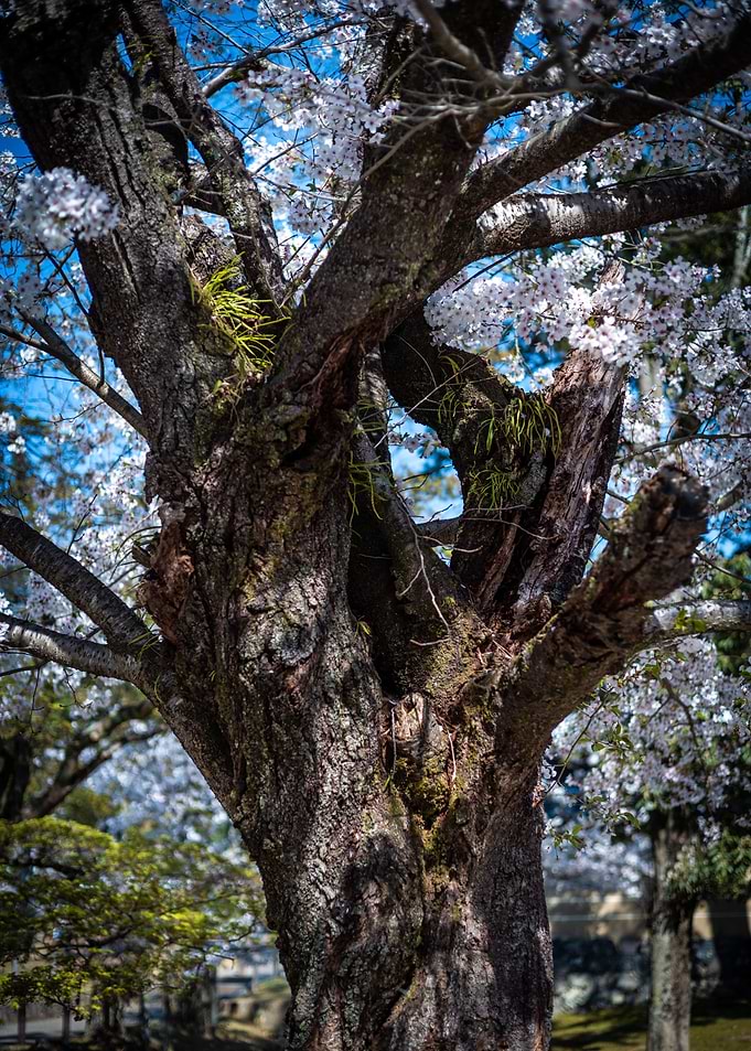 Cherry tree