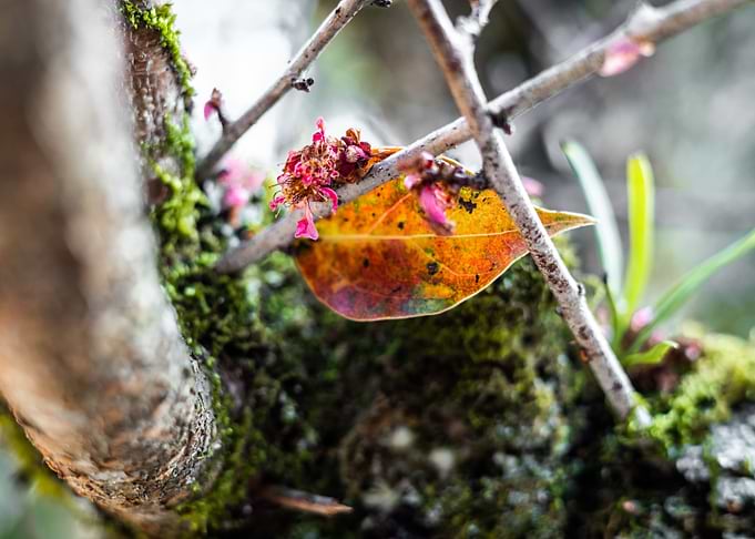 A Colorful Leave