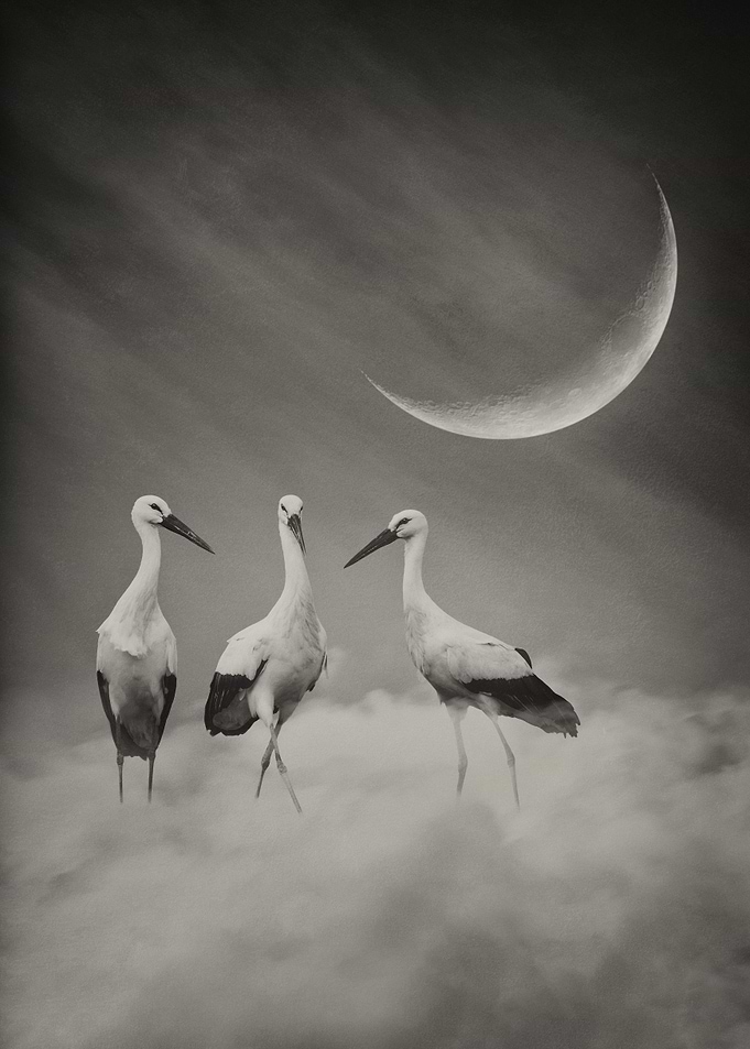 Of the Sky Sepia