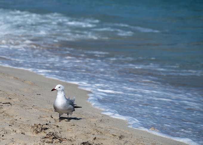 Seagull on the beach with