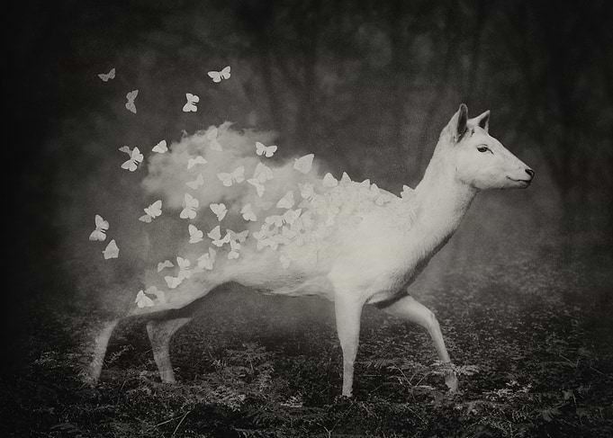 Fleeting Sepia
