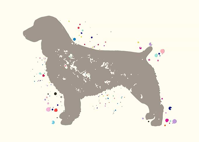 Boykin Spaniel