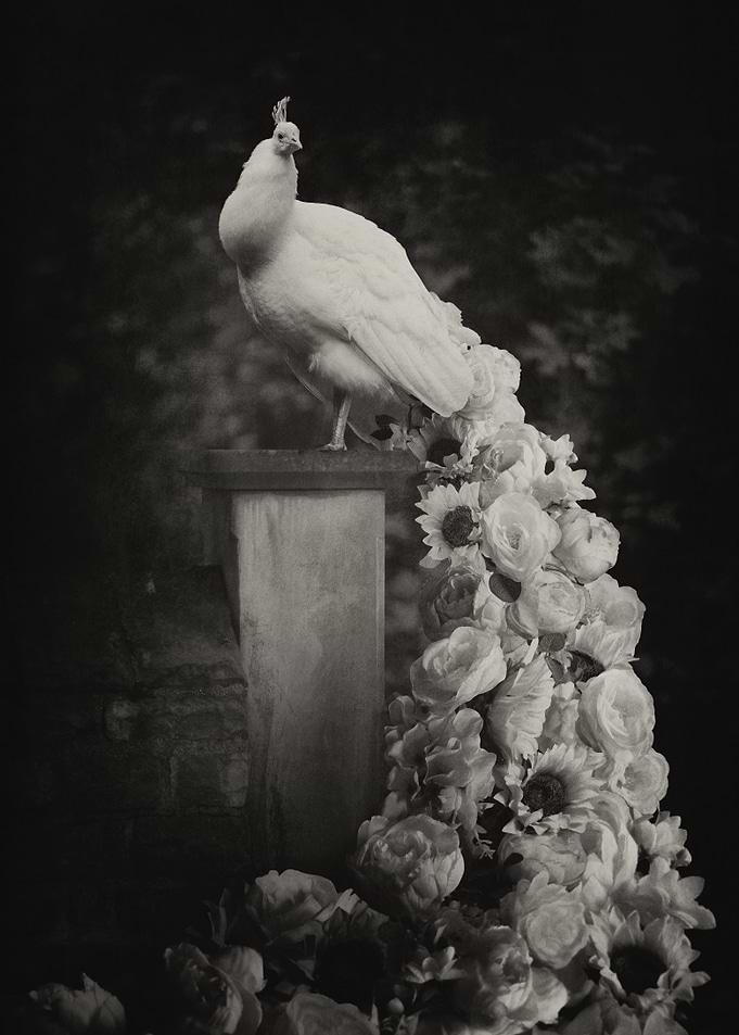 Blooming Sepia