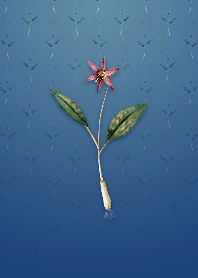 Vintage Erythronium