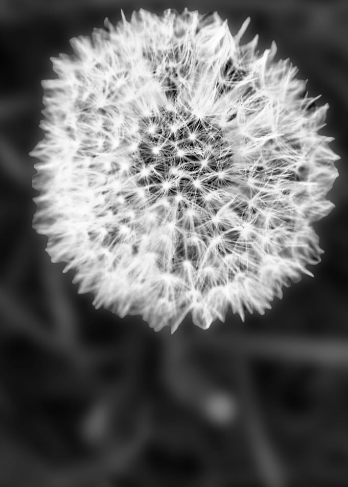 BLACK AND WHITE DANDELION