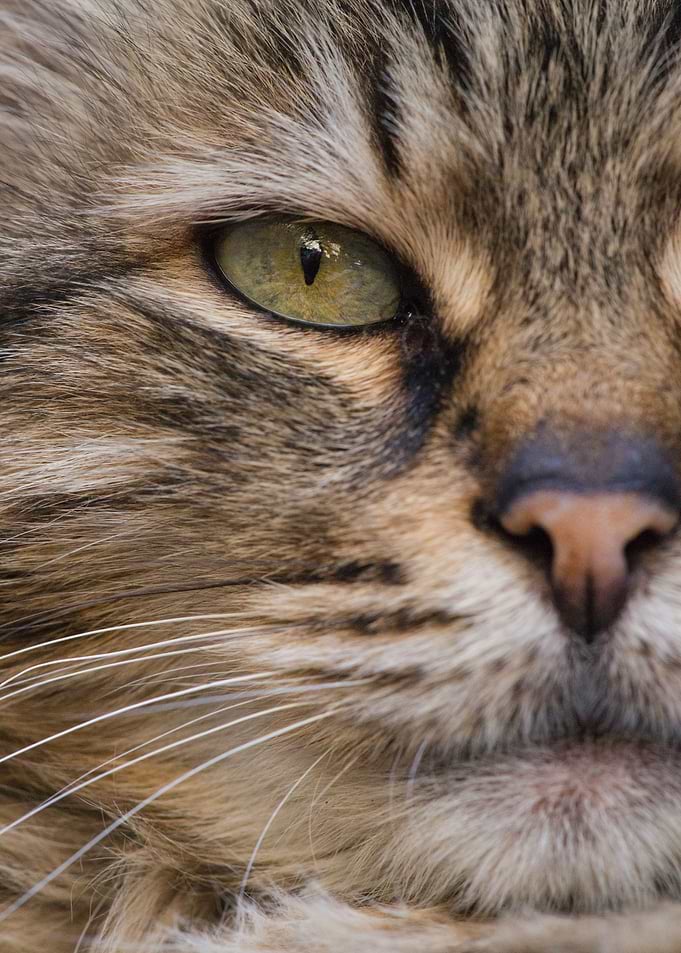 Brown Tabby Cat