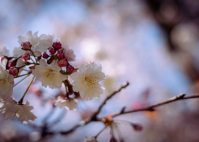 Cherry Blossom up Close