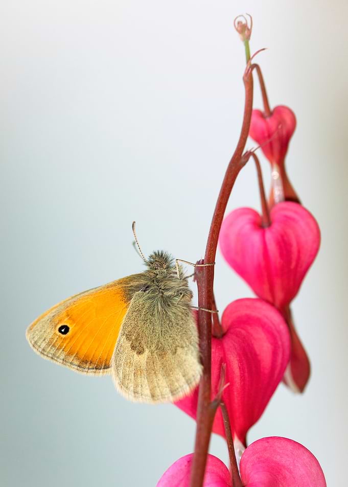 Spring butterfly