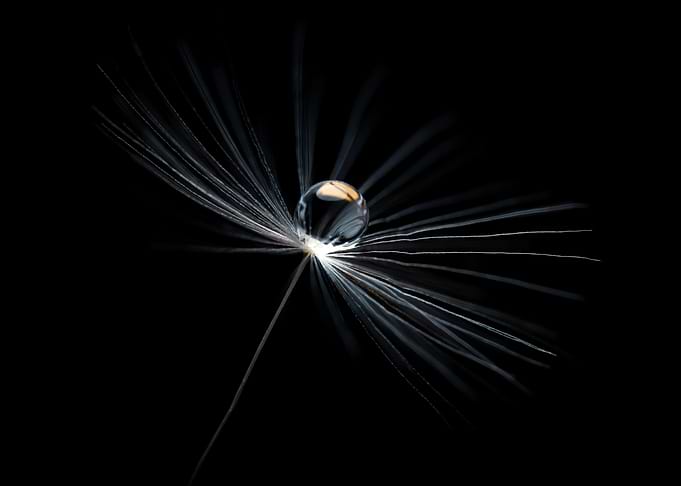 Dandelion Seed