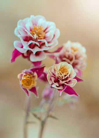 Spring flowers