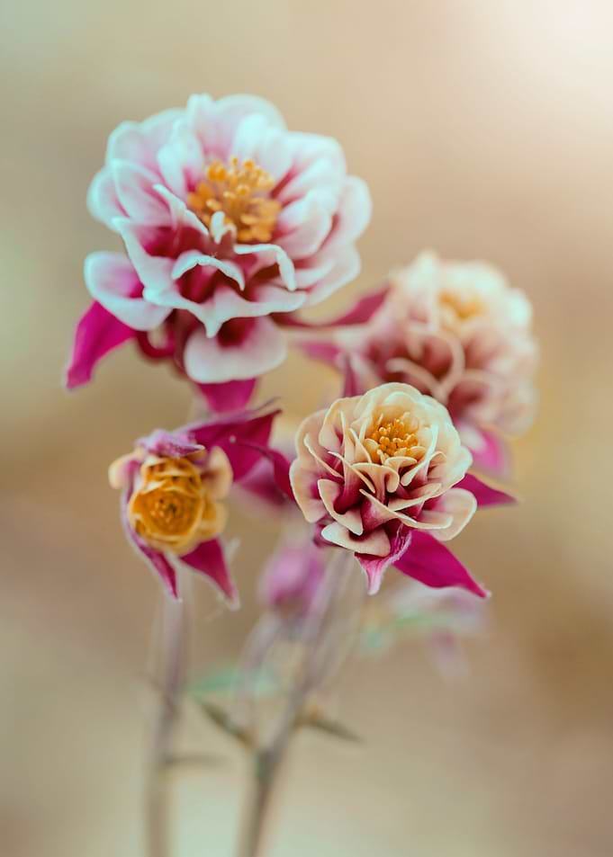 Spring flowers