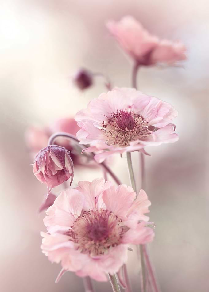 Pink flowers