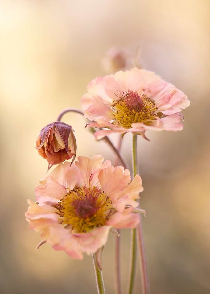 Spring flowers